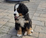 Puppy Light Blue Bernese Mountain Dog
