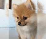 Small #12 Pomeranian