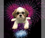 Small Photo #4 Shih Tzu Puppy For Sale in CLEARWATER, FL, USA