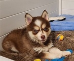Small Photo #17 Pomsky Puppy For Sale in RAMONA, CA, USA