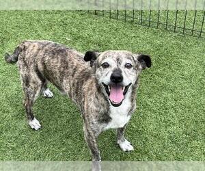 Chihuahua Dogs for adoption in Orange, CA, USA