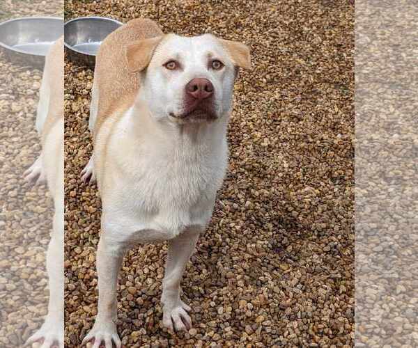 Medium Photo #3 Mutt Puppy For Sale in Anniston, AL, USA