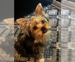Small #1 Mutt