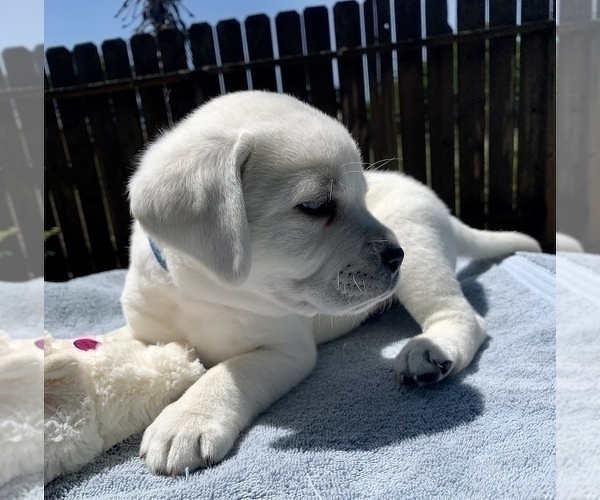 Medium Photo #5 Labrador Retriever Puppy For Sale in LIVE OAK, CA, USA