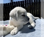 Small Photo #5 Labrador Retriever Puppy For Sale in LIVE OAK, CA, USA