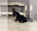 Small Photo #4 Yorkshire Terrier Puppy For Sale in JOHNSTON CITY, IL, USA
