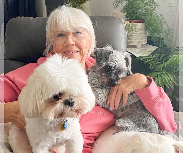 Medium Photo #2 Havamalt Puppy For Sale in Westmont, IL, USA