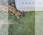 Small Photo #9 German Shepherd Dog Puppy For Sale in MODESTO, CA, USA