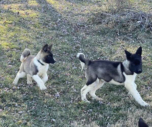 Medium Photo #25 Akita Puppy For Sale in INDIANAPOLIS, IN, USA