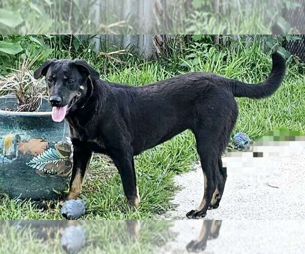 Medium Photo #14 Labrador Retriever-Unknown Mix Puppy For Sale in Fort Worth, TX, USA