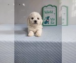 Small Photo #1 Bichon Frise Puppy For Sale in MOUNT PLEASANT, MI, USA