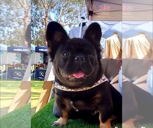 Mother of the French Bulldog puppies born on 04/16/2024
