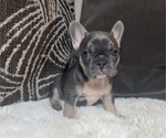 Puppy Precious French Bulldog