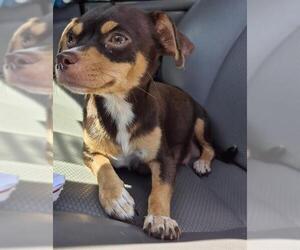 Chihuahua-Unknown Mix Dogs for adoption in San Antonio, TX, USA