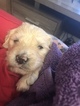 Small Photo #14 Goldendoodle Puppy For Sale in VACAVILLE, CA, USA