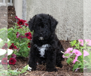 Golden Labrador-Poodle (Miniature) Mix Puppy for sale in CHRISTIANA, PA, USA