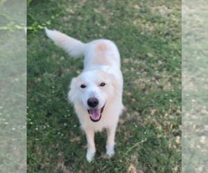 Cece - Female Great Pyrenees-Unknown Mix Dog for Adoption - Photo #3