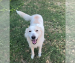 Small Photo #3 Great Pyrenees-Unknown Mix Puppy For Sale in Dallas, TX, USA