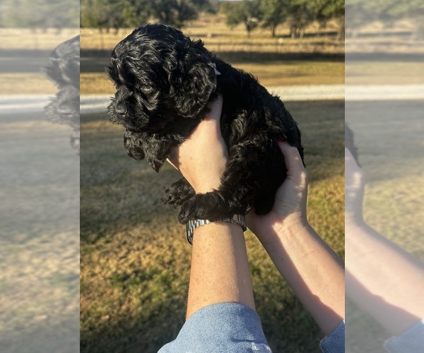 Medium Photo #3 Cock-A-Poo Puppy For Sale in STEPHENVILLE, TX, USA