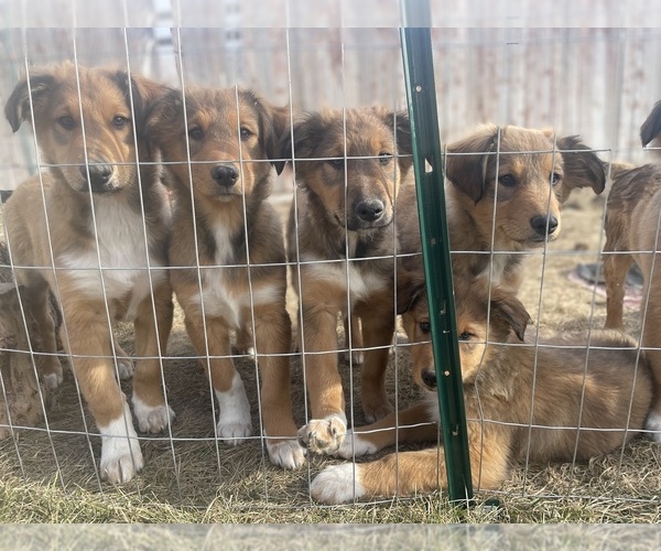 Medium Photo #1 English Shepherd-Scotch Collie Mix Puppy For Sale in WILDER, ID, USA