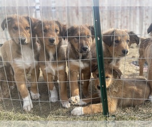 English Shepherd-Scotch Collie Mix Puppy for Sale in WILDER, Idaho USA