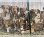 Small English Shepherd-Scotch Collie Mix