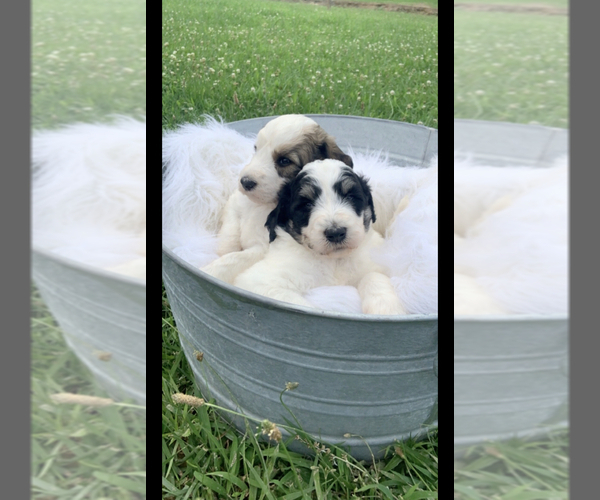 Medium Photo #5 Pyredoodle Puppy For Sale in TRENTON, GA, USA