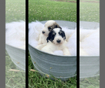 Small Photo #5 Pyredoodle Puppy For Sale in TRENTON, GA, USA