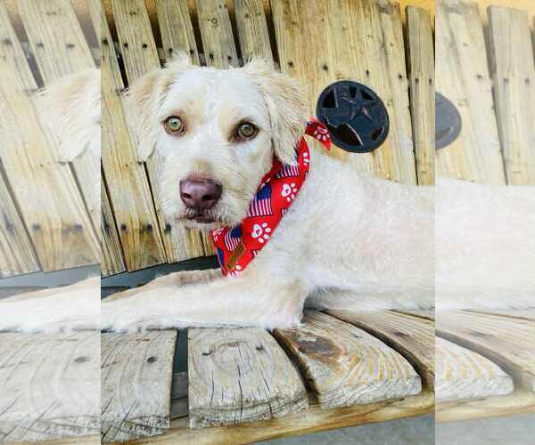 Medium Photo #3 Mutt Puppy For Sale in Dallas, TX, USA