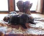 Puppy Puppy 1 Labrador Retriever