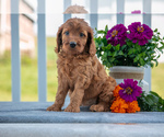 Puppy Ruby Cavapoo