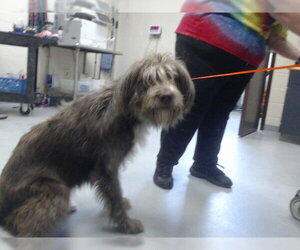 Otterhound-Unknown Mix Dogs for adoption in Fayetteville, NC, USA