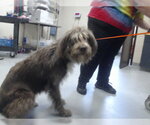 Small Otterhound Mix