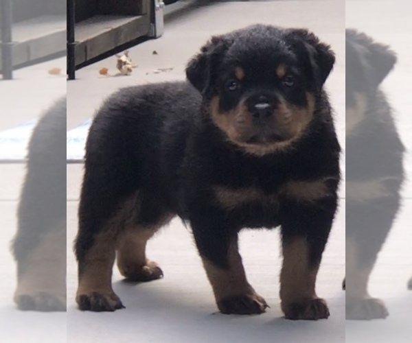 Medium Photo #5 Rottweiler Puppy For Sale in BEVERLY HILLS, CA, USA