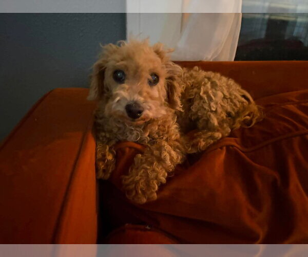 Medium Photo #3 Poodle (Miniature)-Unknown Mix Puppy For Sale in Grafton, WI, USA