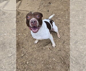 Harriett - Female American Staffordshire Terrier-Unknown Mix Dog for Adoption - Photo #2