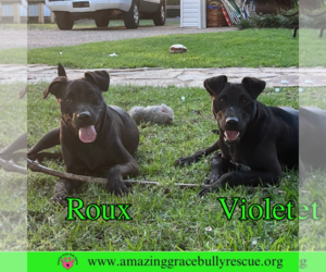 Roux 2 - Female Labrador Retriever-Unknown Mix Dog for Adoption - Photo #4