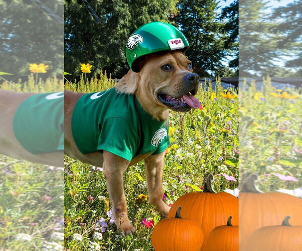 Medium Photo #12 Bulldog-Unknown Mix Puppy For Sale in Mt. Laurel, NJ, USA