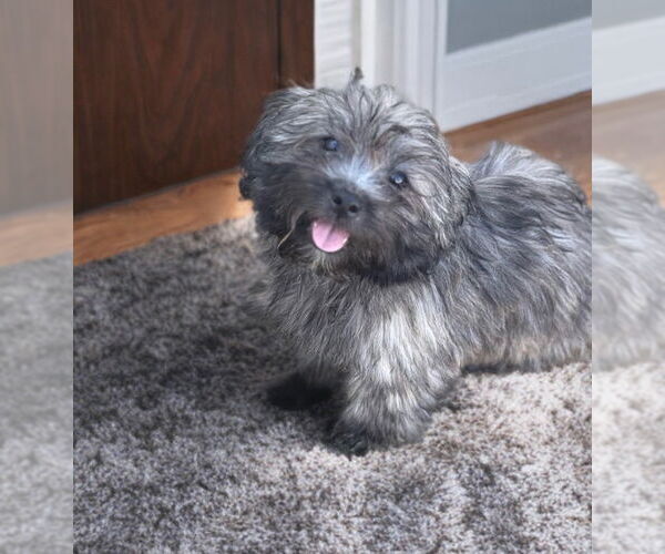 Medium Photo #2 Havashu Puppy For Sale in Phoenix, AZ, USA