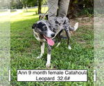 Small #1 Catahoula Leopard Dog