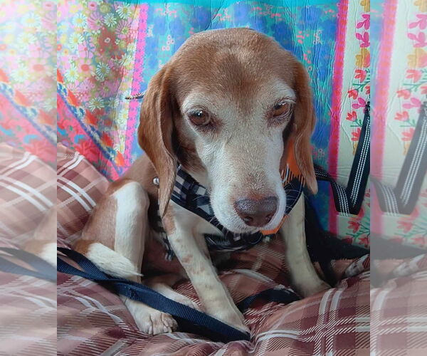 Medium Photo #6 Beagle Puppy For Sale in Dunnellon, FL, USA