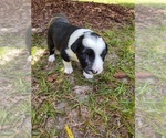 Small Photo #1 Border Collie Puppy For Sale in RANDOLPH, AL, USA