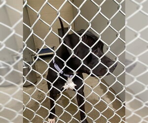 Mutt Dogs for adoption in Santa Barbara, CA, USA