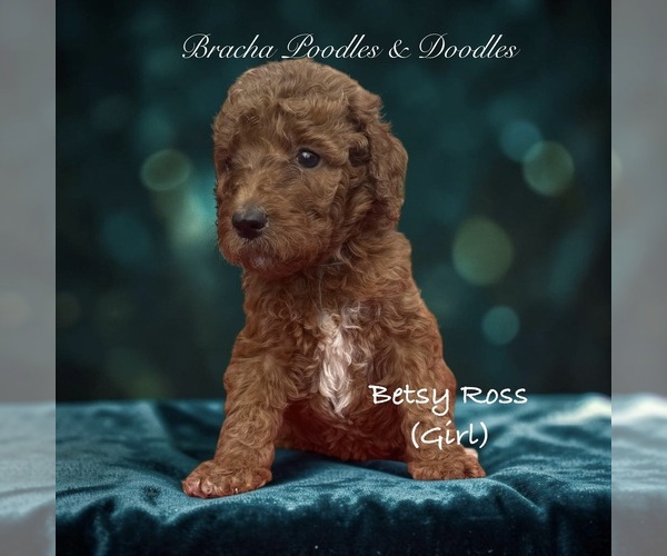 Medium Photo #4 Poodle (Standard) Puppy For Sale in SAINT CLOUD, MN, USA