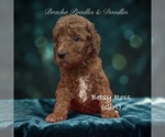 Small #3 Poodle (Standard)