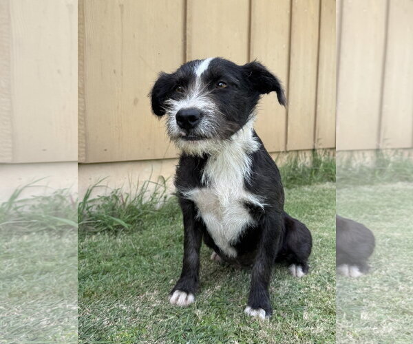 Medium Photo #3 Mutt Puppy For Sale in PIPE CREEK, TX, USA