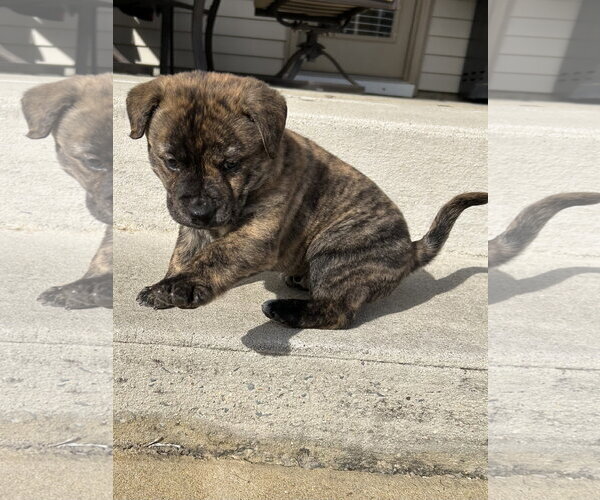 Medium Photo #12 American Staffordshire Terrier-German Shepherd Dog Mix Puppy For Sale in Holly Springs, NC, USA