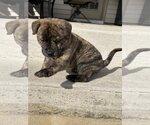 Small #11 American Staffordshire Terrier-German Shepherd Dog Mix