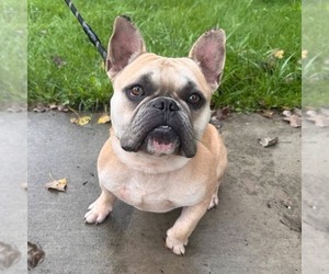 French Bulldog-Unknown Mix Dogs for adoption in Muskegon, MI, USA