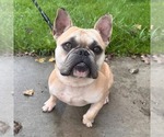 Small French Bulldog Mix
